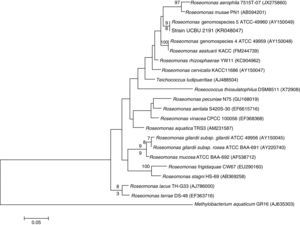 Phylogenetic tree of Roseomonas genomospecies 5 2191 UCBU and related taxa based on maximum-likelihood phylogenetic analysis of 16S rRNA gene sequences available from GenBank (accession numbers in parentheses). Bootstrap values based on 1000 replications are listed as percentages at the branching points.