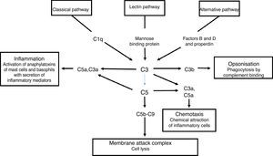 Classical, lectin and alternative complement pathways.