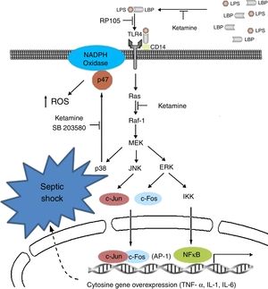 Molecular mechanisms of ketamine that induce down-regulation of the genetic expression of proinflammatory cytokines. AP, activator protein; ERK, extracellular signal-regulated kinase; IKK, inhibitor of nuclear factor kappa-B kinase; IL, interleukin; JNK, c-Jun N-terminal kinase; LPB, lipopolysaccharide binding protein; LPS, lipopolysaccharide; NADPH, nicotinamide adenine dinucleotide phosphate; NK-kB, nuclear factor kappa-B; TLR, toll-like receptor; TNF, tumour necrosis factor.