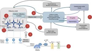 Olfactory processing mechanism (Adapted from Benarroch, 2010).