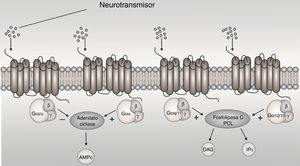 Representative image of the G-protein-coupled receptors (GPCRs) associated with the different Gα subunits (Gαs, Gαi/o, Gαq/11, and Gα12/13). AMPc: cyclic adenosine monophosphate; DAG: diacylglycerol; IP3: inositol triphosphate; +: stimulate; −: inhibit.