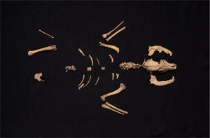 Hembra de perro encontrada en Huixtoco, la cual se presume fue cocinada y después armada, para colocarla junto a un difunto humano (fotografía de Rafael Reyes).