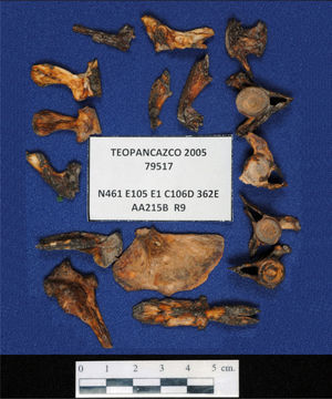 Huesos diversos del pez bobo (Joturus pichardi) descubiertos en Teopancazco. Es una especie propia de lagunas costeras explotado como alimento desde tiempos muy antiguos por los habitantes de la zona (fotografía de Rafael Reyes).