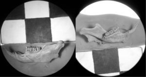 Vista anterior (derecha) y posterior (izquierda) de una mandíbula de Phyllotis sp.