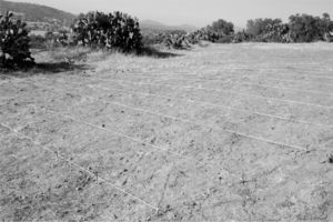 Colocación de la retícula para la recolección de materiales de superficie, levantamiento topográfico y toma de muestras de suelo, (fotografía Julia Pérez Pérez, Proyecto agricultura en terrazas en el cerro San Lucas, 2008).