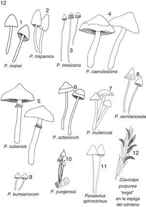 Doce especies de hongos sagrados, excepto el 11, que Reko y Schultes confundieron con P. mexicana (ver la fig. 3) (todos de Guzmán).