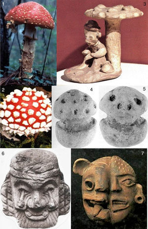 Amanita muscaria. 1-2: Estado silvestre, adulto y botón, respectivamente (de E. Fanti). 3: Museo Regional de Guadalajara, representación de A. muscaria con un personaje debajo (de E. Fanti). 4-5: Pieza purépecha (frente y reverso), 4 el botón (compárese con la fig. 2) y 5 una calavera representando la acción del hongo en la cabeza (4-5 de Guzmán). 6: Cultura náhualt, con A. muscaria en vez de ojos. 7: Cultura maya con A. muscaria arriba a la derecha y deformaciones en la cara (6-7 del archivo de C. de Borhegyi).
