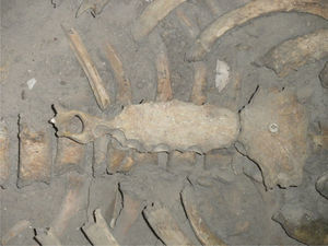 Detalle del esternón con perforación del apéndice xifoides (foto P. Hernández).