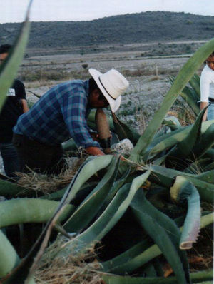 Labor de tlachiquero. En esta fotografía puede observarse la extracción de aguamiel con acocote en el hueco excavado en el corazón del maguey (Caltimacán, Tasquillo, Hidalgo, México).