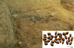 Área de acumulación de basura denominado como depósito 1A en la unidad–III XX, Huaca Ventarrón (Alva, 2013, p. 145) y los coprolitos de roedores analizados.