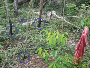Quema microlocalizada (círculos en color azul) en la milpa comedero-trampa de don Facundo Puc, de 55 años, Comunidad de Uh May, Quintana Roo. Fuente: fotografía realizada por Dídac Santos-Fita. (2011).
