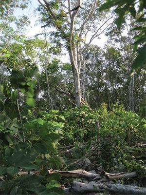 Espiadero (rama transversal) situado a 5-6metros de altura en la milpa comedero-trampa de don “Chak Pool”, de 46 años, comunidad de Señor, Quintana Roo.