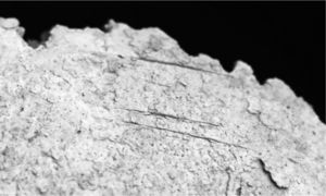 Parallel slicing marks on the frontal bone (Sak Tat rock-shelter)