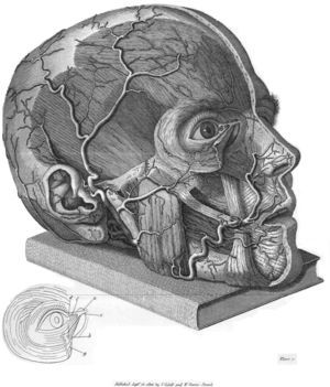 Anatomía.