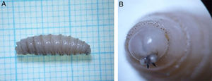 A y B. Larva en tercer estadio larval, en la que se observa claramente la coloración rojiza propia del estado de pupa. Mide 14,5mm de largo×4mm de ancho. En B se observa el espiráculo anterior con 9 branquias.