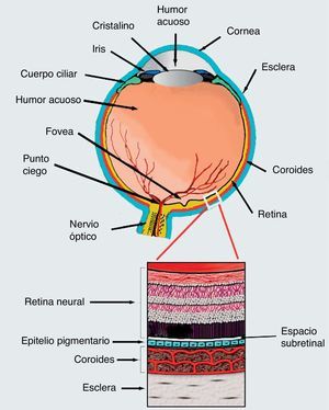 Corte transversal del ojo. En la parte inferior se muestra un esquema de la estructura de la retina. Precisamente en el espacio subretiniano se inyectan las células embrionarias inducidas hacia diferenciación en epitelio pigmentario, y utilizadas exitosamente por el grupo de Robert Lanza de las células para el tratamiento de la DMRE húmeda o seca.
