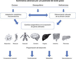 Esquema que ilustrar el concepto de que la deficiencia, exceso o desequilibrio de ácidos grasos en las etapas clave del desarrollo pueden tener consecuencias duraderas, debidas a alteraciones en desarrollo celular, la expresión génica o la respuesta metabólica y neuroendocrina o el aporte de ácidos grasos.