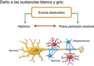 Mecanismos de daño cerebral.