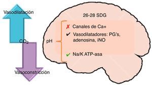 Regulación del flujo sanguíneo cerebral ante los cambios en el CO2.