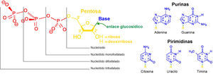 Los nucleótidos son los compuestos químicos que constituyen a los ácidos nucleicos. Cada nucleótido posee en su estructura un nucleósido formado por una pentosa (amarillo) unida a una base nitrogenada (azul) mediante un enlace glucosidico (verde), más uno a tres grupos fosfato (rojo). De acuerdo con la base nitrogenada (azul) que se incorpora a la molécula existen dos tipos de nucleótidos: purinas (adenina y guanina), y pirimidinas (citosina, timina, y uracilo). (Los colores pueden verse en la versión en línea en http://educacionquimica.info).