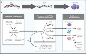 La creciente complejidad del dogma central de la biología molecular. El flujo de información genómica del adn al arn a la proteína continúa siendo la base para entender la función genómica (Panel A). Un solo gen puede dar lugar a un arreglo amplio de productos genéticos, dependiendo del ambiente en el que se expresa, lo cual resulta en una expansión del repertorio de alrededor de 20,000 genes codificantes a proteínas que existen en el genoma humano (Panel B). El evento inicial en la expresión genética, la transcripción, se regula a través de una compleja coreografía de eventos en la que están involucrados la estructura tridimensional del adn, las modificaciones químicas covalentes o epigenéticas del esqueleto del adn, e interacciones entre proteínas y adn, y entre arn y adn. La traducción es también compleja y se encuentra estrictamente regulada por interacciones entre arn mensajeros (marn) y proteínas. El procesamiento de moléculas precursoras de arn (pre-arn) puede dar lugar a múltiples productos de arn, incluyendo a moléculas de microarn (miarn) y de arns pequeños de interferencia (siarn). La modificaciones post-traduccionales (ej. doblamiento, corte y modificaciones químicas) de proteínas también contribuyen de manera importante a la diversidad resultante del genoma humano, a través de la modificación de proteínas inmaduras, lo que da lugar a un conjunto de productos protéicos relacionados. Figura y pie de figura traducidos de Feero, W.G. et al. (2010), con autorización.