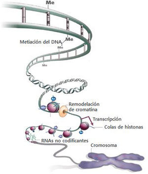 La regulación genética a través de mecanismos epigenómicos. La expresión genética puede ser regulada a través de modificaciones químicas al adn o a la cromatina, como mediante la metilación del adn, o la acetilación y la metilación de histonas, así como mediante la acción de los ncarns.