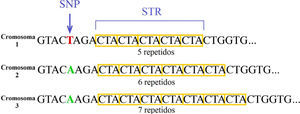Variantes genéticas bi y multialélicas. Con base en el número de posibilidades en la que se presentan las variantes genéticas se clasifican en: bialélicas cuando se presentan generalmente en sólo dos formas comos los polimorfismos de un solo nucleótido o SNPs por sus siglas en inglés (ej. T>A) y multialélicas cuando se presentan en tres o más alternativas como los repetidos corto en tándem o STRs por sus siglas en inglés.