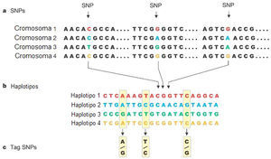 Haplotipos y SNPs etiqueta. De manera general la identificación de SNPs etiqueta ocurre en tres etapas: a) se caracterizan un conjunto de SNPs distribuidos en el genoma en muestras de ADN de diferentes individuos de una misma población; b) se reconstruyen computacionalmente las combinaciones de alelos de SNPs adyacentes que se heredan juntos (haplotipos), y c) se identifican los SNPs que permiten caracterizar todos los haplotipos identificados a los que llamamos “SNPs etiqueta”. Al genotipificar los tres SNPs etiqueta que se muestran en esta figura, los investigadores pueden identificar cuales haplotipos (dos en el caso del humano) de los cuatro posibles tiene cada individuo de esa población. Tomada del sitio del HapMap (www.hapmap.org).