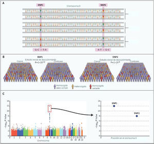 El estudio de asociación de genoma completo (gwas). Los estudios de asociación de genoma completo se basan típicamente en un diseño casocontrol en el que se genotipifican snps distribuidos a lo largo del genoma humano. El Panel A muestra un “locus” que corresponde a un fragmento pequeño del cromosoma 9. En el Panel B, la fuerza de la asociación entre cada snp y la enfermedad se calculan en base a la prevalencia de cada snp en el grupo de casos y en el de controles. En este ejemplo, los snps 1 y 2 del cromosoma 9 están significativamente asociados (P<10–12 y 10–8, respectivamente). La gráfica del Panel C muestra los valores de P (significancia estadística) para todos los snps genotipificados que pasaron todos los controles de calidad; cada cromosoma está representado con un color distinto. Los resultados señalan a un locus en el cromosoma 9, claramente marcado por dos snps adyacentes 1 y 2 (acercamiento en la gráfica a la derecha), y apoyado por otros SNPs en la misma región. Figura traducida de Manolio, T. A. (2010), con autorización.