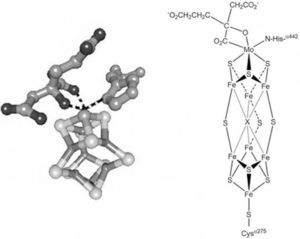 Estructura tridimensional del cofactor FeMoco aislado de Klebsiella pneumonie (Mayer, 2002). El cofactor está constituido por dos cuasi cubanos, (4Fe-4S) y (Mo-3Fe-4S); los cuales se enlazan entre sí mediante tres puentes sulfuro y un átomo central μ6-X (que puede ser carbono, nitrógeno u oxígeno). El átomo de molibdeno de FeMoco se coordina adicionalmente a una molécula de homocitrato y a un residuo de histidina, completando así su esfera de coordinación (estructura de rayos X obtenida del Protein Data Bank y generada con el programa Ligand explorer, 1QH1).