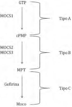 Clasificación del tipo de padecimiento por deficiencias en Moco o Mo en función de las etapas de biosíntesis del cofactor afectadas.