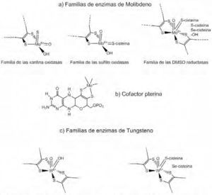 (a) Representación estructural de los sitios activos de las tres familias enzimáticas que contienen al molibdeno; (b) representación estructural del cofactor pterina, común a molibdoenzimas (modificado de Hille, 2002); (c) familia de enzimas de tungsteno altamente relacionadas a las enzimas de Mo (Lassner, 1999).