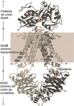 Representación estructural tipo listón del complejo protéico ABC, encargado de la captura y asimilación del ion molidbato en A. fulgidus (modificado de Hollenstein, 2007).