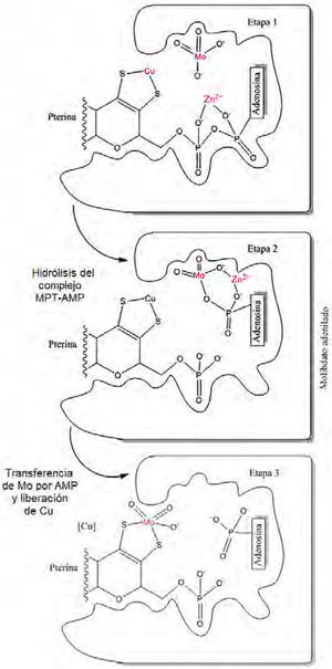 Transformación del MPT-AMP al cofactor Moco. En la biosíntesis del cofactor Moco, el complejo MPT-AMP y el molibdato se unen al dominio Cnx1E (vegetales). Consecuentemente, cationes divalentes (como Zn2+ o Mg2+) promueven la hidrólisis del enlace pirofosfato del complejo MPT-AMP. En la etapa 2, se describe un estado de transición muy breve, que origina el reemplazo del ion Cu por el Mo. La función del cobre aún se desconoce, pero se cree protege al intermediario formado de otras especies reactivas (modificado de Schwarz, 2009).