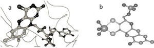 (a) Estructura cristalina del dominio FAD desulfo-xantina oxidasa aislada de Bos Taurus. Una molécula de FAD se encuentra alojada en el centro activo; (b) Estructura tridimensional del cofactor Moco de la desulfo-xantina oxidasa aislada de Bos Taurus. El molibdeno está coordinado a dos átomos de oxígeno, un grupo hidroxilo, un átomo de azufre con doble enlace y también al cofactor pterina. La geometría que adquiere este complejo es cuadrada plana (estructura de rayos X obtenida del Protein Data Bank y generada con el programa Ligand explorer, 3EUB).