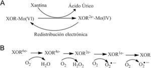 (a) Mecanismo de reacción de la XOR con la xantina (modificado de Rus, 2005); (b) Transferencia electrónica en XOR.