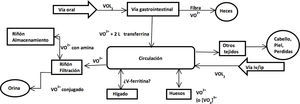 Farmacocinética de compuestos de vanadio con fórmula general VL2; administrados via oral, intravenosa (iv) o intraperitonial (ip) (modificado de Thompson, 2009).