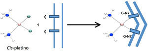 Unión del compuesto cis-platino(II) con el ADN.