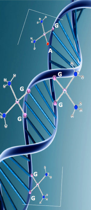Diferentes sitios de enlace del platino con las bases purínicas del ADN, G = guanina, A = adenina, X = otra base, y el porcentaje en el que se presentan (modificado de Reedijk, 2003).