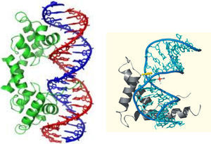 Proteína reparadora del ADN (A); distorsión del ADN por la coordinación del cis-platino, anclando a la molécula reparadora e impidiendo la reparación del daño (B) (modificado de Reedijk, comunicación personal).