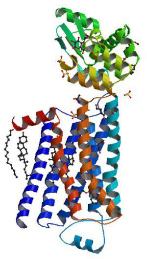 Modelo de la estructura del receptor beta2-adrenérgico humano (fusionado a la lisozima T4, para facilitar su cristalización).Tomado del Protein Data Bank (http://www.rcsb.org/pdb/explore/explore.do?pdbId=2RH1) y basado en el trabajo de Cherezov et al. Science, 318, 1258-1265, 2007. Nótense las siete hélices transmembranales). La página del Protein Data Bank da la oportunidad de visualización tridimensional y rotación de las imágenes.