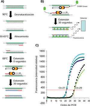 Reacción en Cadena de la Polimerasa (PCR). A) Pasos térmicos de la PCR. Verde, cadena original de ADN. Rojo, oligonucleótidos. Naranja, polimerasa termoestable. Azul, nueva cadena. B) En la qPCR la cantidad de SYBR Green intercalado es directamente proporcional a la concentración de ADN. C) Experimento de qPCR. Azul, medición de actina. Verde, medición de un gen de floración vegetal (FT). Se usa el valor de fluorescencia en la etapa exponencial (ej. 300) para determinar el ciclo (Ct) en el que se detectó el mismo valor en las dos muestras. Así, Ct(actina) = 21 y Ct(FT) = 29. Si se restan los Ct resuIta 8. Dado que en cada ciclo se obtiene el doble de producto que en el anterior, se aplica 28= 256. La expresión de FT es 256 veces menor que la de actina.