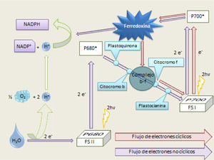 Transferencia de electrones en la fotosíntesis.