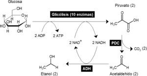 La glicólisis y la fermentación son las rutas metabólicas por las que se sintetiza etanol en la levadura del pan Saccharomyces cerevisae. Mediante una ruta bioquímica de 10 reacciones enzimáticas diferentes conocida como la glicólisis, una molécula de glucosa se oxida para producir dos moléculas de piruvato. En el proceso, también se sintetizan dos moléculas de Adenosin Trifosfato (ATP) a partir de Adenosin Difosfato (ADP) y dos de Dinucleótido de Adenina y Nicotinamida reducido (NADH) a partir de NAD+ también llamado NAD oxidado. El ATP es una molécula de alta energía que se utiliza en la célula para transportar la energía extraída de la glucosa, y el NADH es un acarreador de electrones. Para que la glicó-lisis continúe funcionando, el NAD+ necesita ser regenerado a partir de NADH; esto se logra gracias a la fermentación. La fermentación consiste en la conversión de piruvato en etanol gracias a la catálisis de las enzimas piruvato descarboxilasa (PDC) y de la alcohol deshidrogenasa (ADH). Así, se puede considerar que el etanol es el residuo metabólico de la extracción de energía de la glucosa.