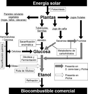 Materias primas, rutas metabólicas y procesos para la producción de bioetanol. Las plantas utilizan la energía solar capturada durante la fotosíntesis para producir moléculas de carbono que funcionan como soportes estructurales (hemicelulosa y celulosa), reservas energéticas (almidón) y fuente de nutrientes (sacarosa y fructosa). Las moléculas más complejas como la celulosa y la hemicelulosa se pueden procesar química y enzimáticamente para producir sus monómeros, que son glucosa (seis carbonos) y xilosa (cinco carbonos), respectivamente. La glucosa se puede utilizar por la levadura del pan (Saccharomyces cerevisiae) durante la glicólisis y la fermentación para sintetizar etanol de manera anaerobia. La xilosa no puede ser utilizada por cepas silvestres de S. cerevisiae, pero sí por otras levaduras como las del género Pichia o por cepas transgénicas de S. cerevisiae. El polímero llamado almidón se puede tratar química o enzimáticamente para liberar sus monómeros de glucosa e incorporarlos a la glicólisis y fermentación. Las moléculas más sencillas como la sacarosa y fructosa se pueden incorporar mediante rutas metabólicas convergentes a la glicólisis y a la fermentación para sintetizar etanol. Sin importar la materia prima, el bioetanol se tiene que someter a un proceso de refinación donde se separa, purifica y deshidrata para usarse como biocombustible.
