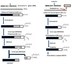 Vía de síntesis de la lamina-A (izquierda). A la derecha se muestra la síntesis de la progerina, cuya acumulación es la causante del HGPS. (modificado de Musich y Zou, 2009).