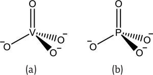 Semejanzas estructural y electrónica entre los aniones vanadato (a) y fosfato (b)