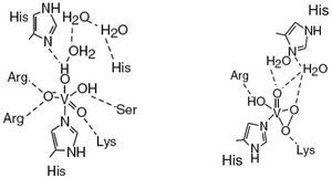 Centro de vanadio en una haloperoxidasa en su forma inactiva (izquierda: geometría BPT) y activa (derecha: geometría PC) (modificado de Messerschmidt, 1996 y 1997)