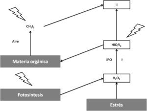 Acción reguladora del ozono por los compuestos halogenados generados por las bromo y yodoperoxidasas (modificado de Michibata, 2012)