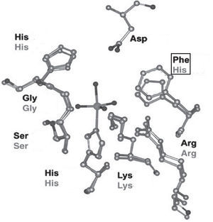 Sitio activo de las cloroperoxidasas (en negro) y bromoperoxidasas (en gris). En las primeras se encuentra una fenilalanina en lugar de una histidina (modificado de Pooransingh-Margolis, 2006)